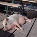Schweine_1
